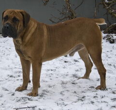 Foto 3 van Manisa Boerboels