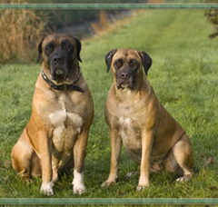 Foto 4 van Manisa Boerboels