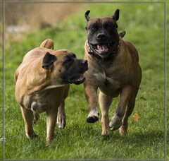 Foto 5 van Manisa Boerboels