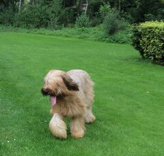 Foto 2 van de pups