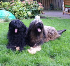 Foto 3 van de pups