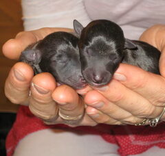 Foto 2 van de pups