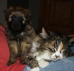 Foto 2 van de pups
