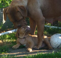 Foto 7 van de pups