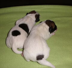 Foto 2 van de pups