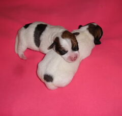 Foto 3 van de pups