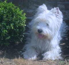 Foto 2 van de pups
