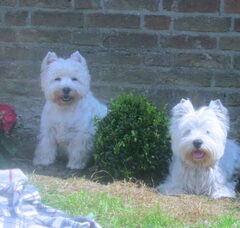 Foto 3 van de pups