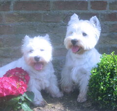 Foto 4 van de pups