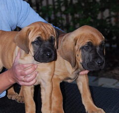 Foto 2 van de pups