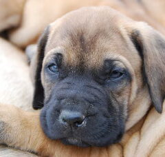 Foto 3 van de pups