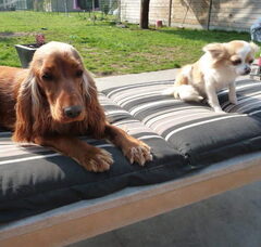 Foto 2 van de pups