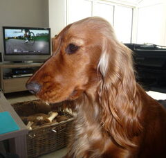 Foto 4 van de pups
