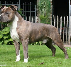 Foto 4 van Stocky Rascals