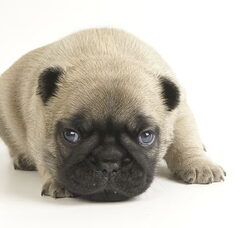 Foto 2 van de pups