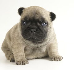 Foto 3 van de pups