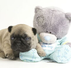 Foto 4 van de pups