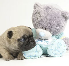 Foto 5 van de pups