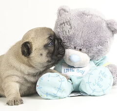 Foto 6 van de pups