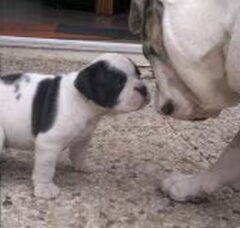 Foto 2 van de pups