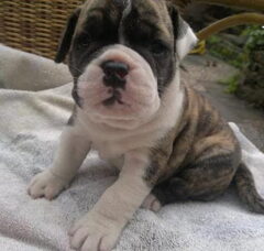 Foto 3 van de pups