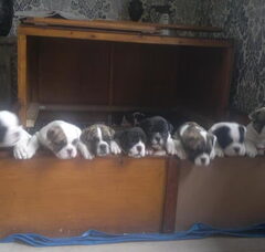 Foto 4 van de pups