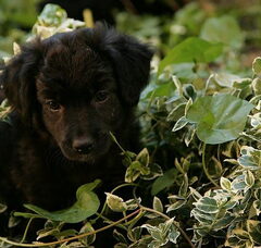 Foto 2 van de pups