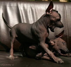 Foto 4 van de pups
