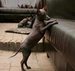 Foto 5 van de pups