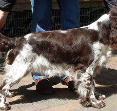 Foto 2 van Engelsespringerspaniel huis Ruud Woning