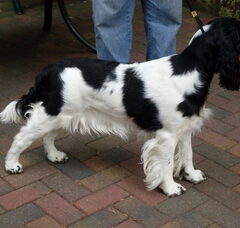 Foto 3 van Engelsespringerspaniel huis Ruud Woning