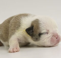 Foto 2 van de pups