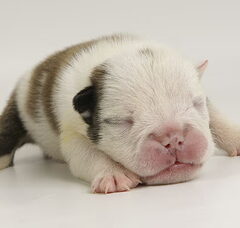 Foto 3 van de pups