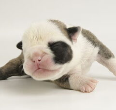 Foto 4 van de pups