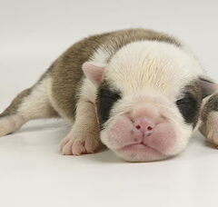 Foto 5 van de pups