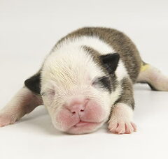 Foto 6 van de pups