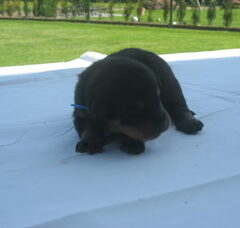 Foto 2 van de pups