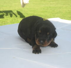 Foto 3 van de pups