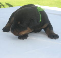 Foto 4 van de pups