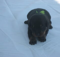 Foto 5 van de pups