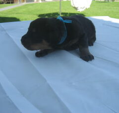 Foto 6 van de pups