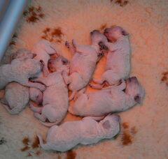 Foto 2 van de pups