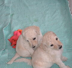 Foto 5 van de pups