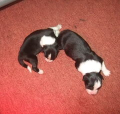 Foto 2 van de pups