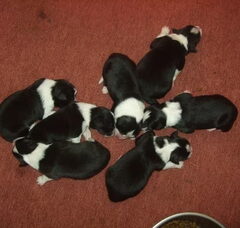 Foto 3 van de pups