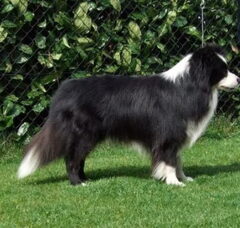 Foto 4 van de pups
