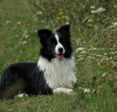 Foto 5 van de pups