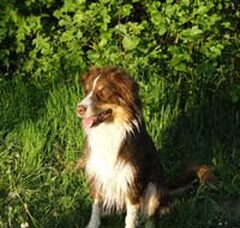 Foto 2 van Onze Aussie
