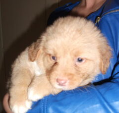 Foto 2 van de pups