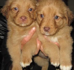 Foto 3 van de pups